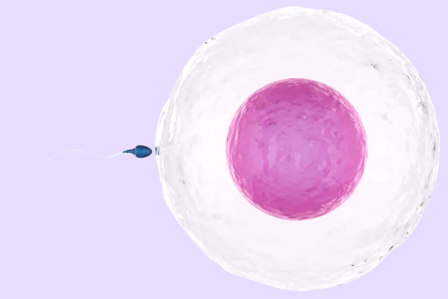 Sree Fertility Centre