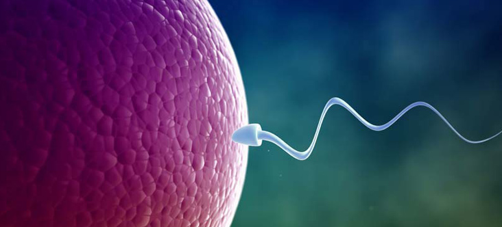 Sree Fertility Centre